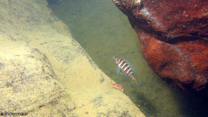 Neolamprologus cylindricus 'Chituta Bay'